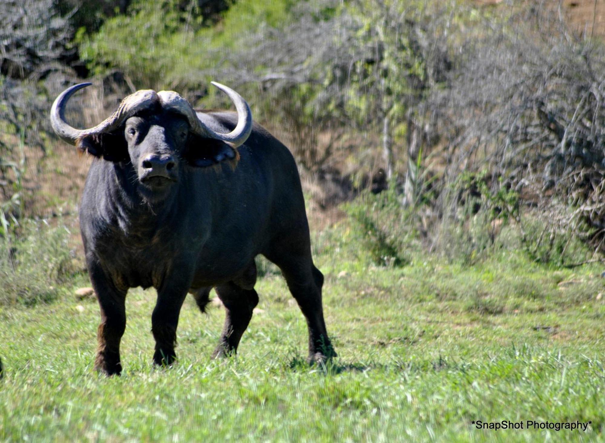 Kududu Guest House Addo Zewnętrze zdjęcie